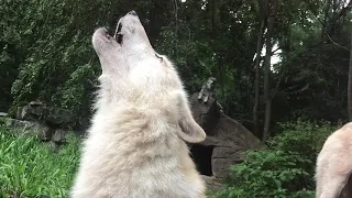 Twilight Wolf Howls