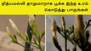 இந்த உரம் கொடுத்தா பூக்காத நித்யமல்லி செடியும் பூத்துக் குலுங்கும் | Nithyamalli |