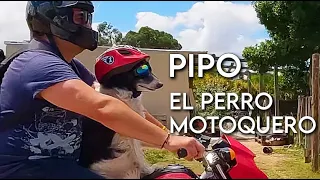 PIPO, el Perro Motoquero