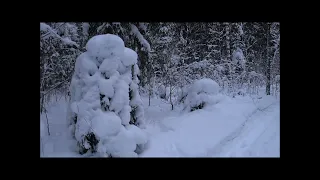 Первая попытка нагонки, 8-ми месячной выжловки, в новом году. 3.01.2021г.