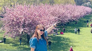 Cherry Blossoms in full bloom @ Brooklyn Botanical Garden -27 April  2024