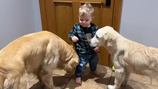 Adorable Baby Boy Talking To Golden Retriever Pups! (Cutest Ever!!)