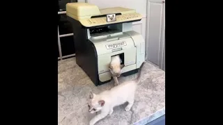 😺 Как клонировать котов! 🐈 Смешное видео с котами и котятами! 😸
