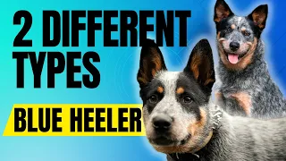 The Two Types Of Blue Heelers and How They Were Created