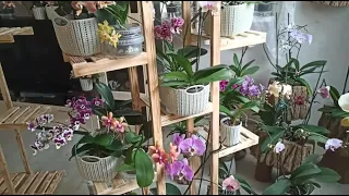 Осваиваю новую полку. Всё выше , райский уголок. Орхидеи фаленопсис с названиями. Домашнее цветение.
