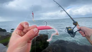 They were CHEWING off the Jetty!!! Early Season Limit!