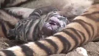 Tiger  giving birth 🤰