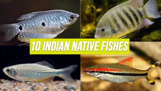 10 Beautiful Indian Native Aquarium Fishes You Can Keep in Your Home