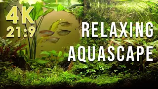 Beautiful relaxing natural aquascape in 4K (21:9) with nature sounds 🐟 fish tank aquarium