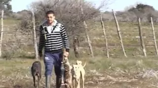 caza de liebres con galgos parral-chile 6