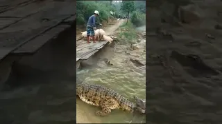 Crocodile 🐊 attack 🐖😱//#shorts #shortsviral #short //pig 🐖 vs crocodile 🐊😱#viral #trendingshorts