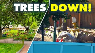 Trees DOWN at Haunted Mansion | Disneyland Construction 01-29-2024