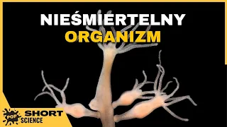 Organizmy, które są nieśmiertelne? - POP Science Fragmenty