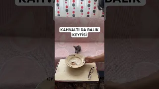 KONUŞAN KEDİ CAFER’İN KAHVALTI KEYFİSİ 🐟 #tiktok #viral #shorts