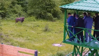 Bison reintroduction - Azerbaijan