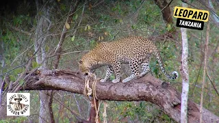 Stunning Tanzania Leopard