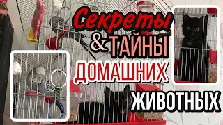 ТАЙНЫ ДОМАШНИХ ЖИВОТНЫХ//ДРУЖБА ПОПУГАЯ С КОТОМ???// СЕКРЕТЫ САМЫХ МЛАДШИХ В СЕМЬЕ