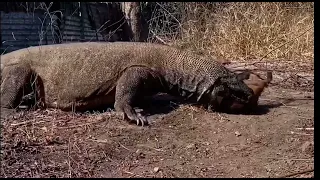 Komodo Dragon Eats Live Baby Goat  🐐 🐉 🦕