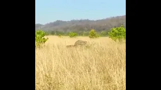 Tiger attacking a young elephant
