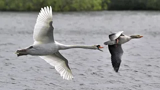 out and about again mostly at blashford lakes and my local area over the past few days April 2024..