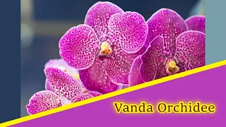 Eine Orchidee namens Vanda