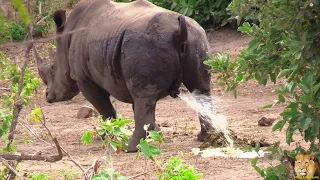 Wow It's Amazing !  A Day In The Life Of A Kruger Park Rhino Bull || Animals Lover