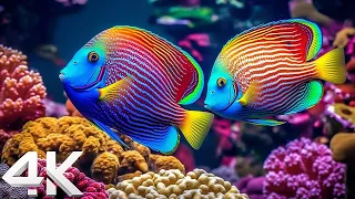 Beautiful Coral Reef Fish 4K (ULTRA HD) - Relaxing Music Coral Reefs, Fish & Colorful Sea Life