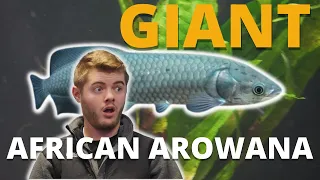 WE JUST GOT A *GIANT* AFRICAN AROWANA!!!