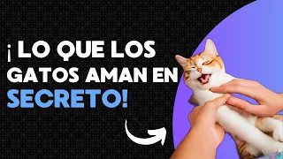 ¡Lo que los gatos AMAN en secreto! Te sorprenderá🙀