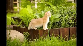 Смешные британские котята играют друг с другом, прятки в траве - Funny Cat Videos