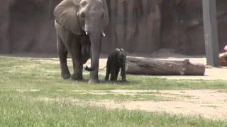 Baby Elephant Tries to Keep Up With Mom