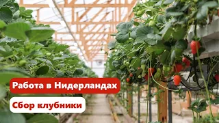 Working in the Netherlands on a strawberry farm | Working in greenhouses