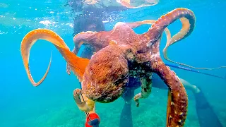 10 lb Monster Octopus, LauLau stuffed Tako Catch and Cook Hawaii, Ep166