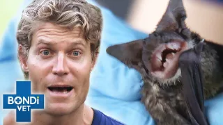 Scariest (And Friendliest) Animals Ever! 🦇🎃 HALLOWEEN TRICK OR TREAT SPECIAL | Bondi Vet Compilation