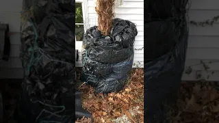 Trachycarpus in zone 6 CT winter 2018 wraping Part 2