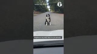 'Doing her best work': Overzealous guard dog blocks road