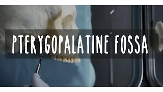 Neuroanatomy S2 E5: Pterygopalatine Fossa #neuroanatomy #ubcmedicine