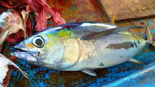 Giant Tuna Fish Cutting Videos | Fish Cutting Skills | Maldives