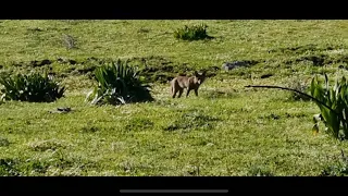 Autóctonos mirar un raposo.