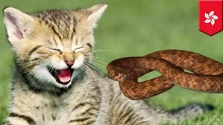 Giant python crawls into homeowner’s kitchen and devours 2 month old kitten - TomoNews