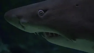 Sharks : Scavengers of the Seas | Animal enthusiast