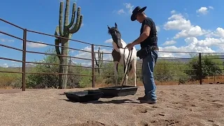 Horse laying down playing gunfire and obstacles