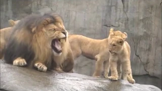 Lion Cubs Meet Dad for the First Time