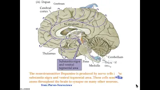 Parkinson's Disease: Transmitters and Proteins