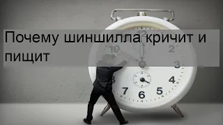 Почему шиншилла кричит и пищит