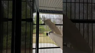 Umbrella Cockatoo Dancing