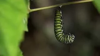 Monarch Caterpillar Changing to Chrysalis