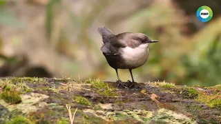 Потоки водопада Корбу