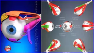 Extraocular Muscles, Movements Extrinsic Eye Muscles | 3D Human Anatomy | Organs