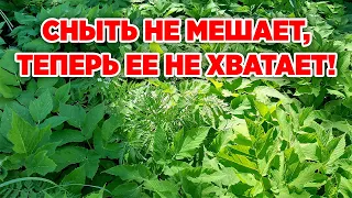 ЗАГОТОВКА ИЗ СНЫТИ ЗАЧЕМ КОРМИТЬ КРОЛИКОВ И ПОРОСЯТ